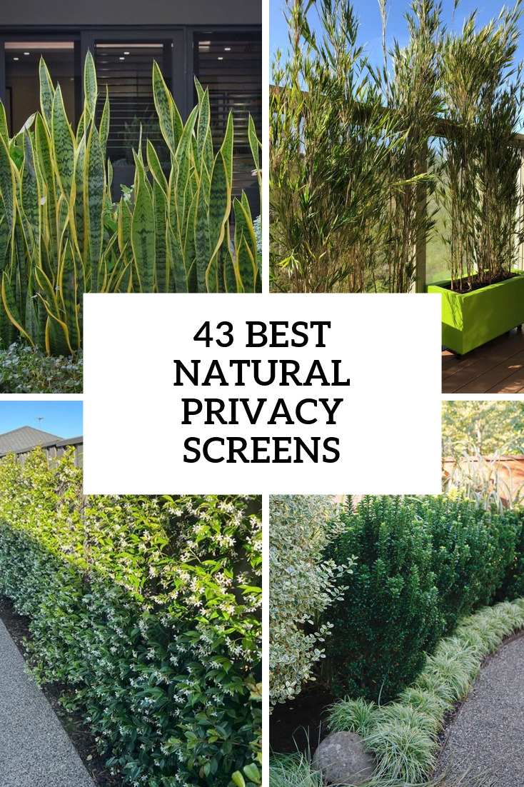 43 Best Natural Privacy Screens For Your Backyard