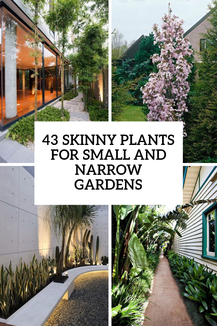 43 Skinny Plants For Small And Narrow Gardens