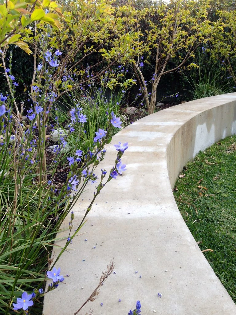 The curved concrete bench contrasts the bright blooms around, and they soften its look.