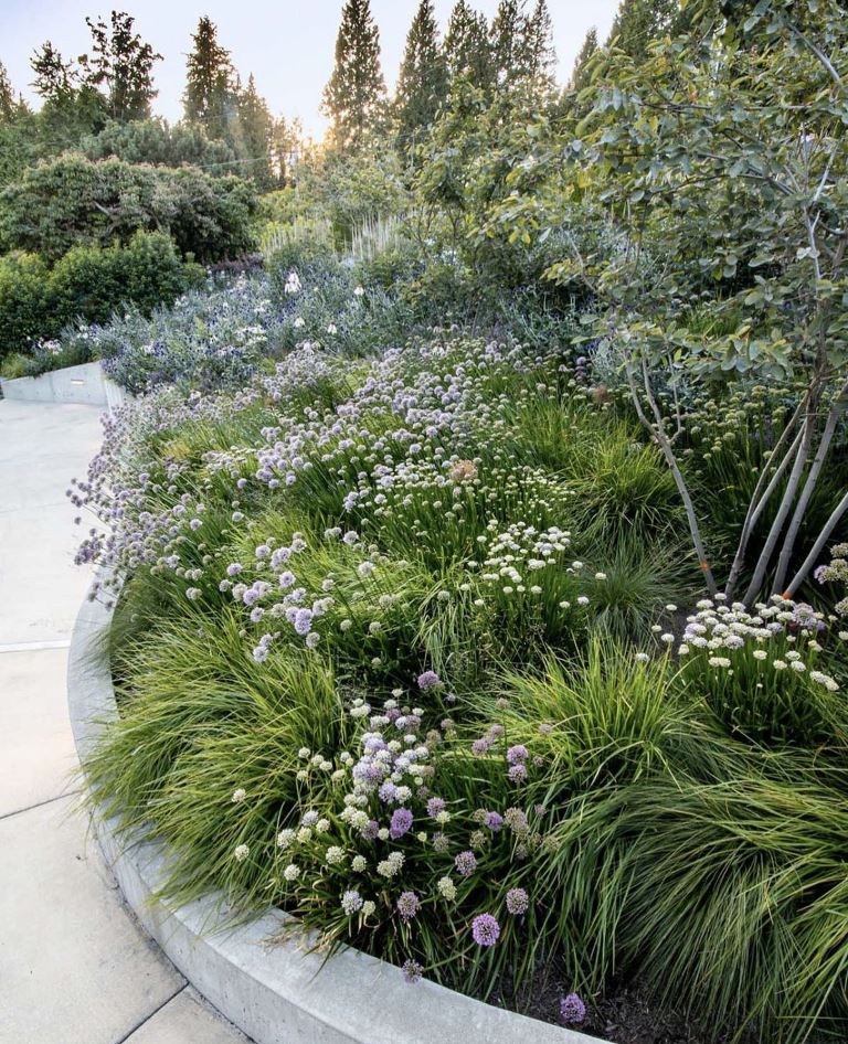 The large curved garden bed shows off a lot of grasses, blooms and mini trees, the edgy feel is highlighted with concrete.
