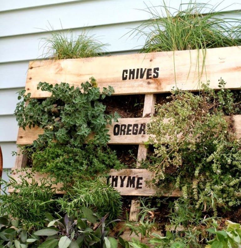 This pallet vertical garden is used for growing herbs, it's a cool solution.