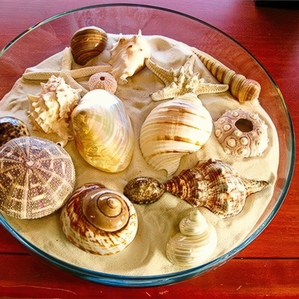 A large round bowl with beach sand and sea urchins and seashells is a cool centerpiece or decoration.