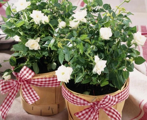 Plywood planters with white blooms and plaid ribbons are rustic chic decorations for any indoor or outdoor space.