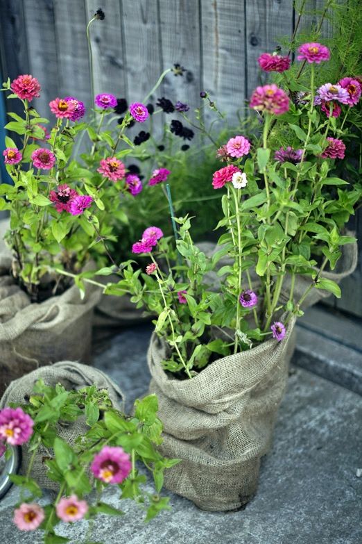 Bright blooms planted in burlap sacks can be used for indoor and outdoor decor and will add a bright touch and a cozy rustic feel to the space.