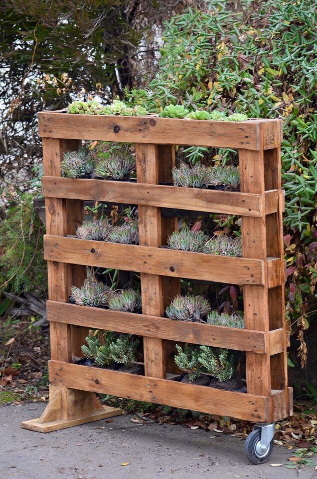 The pallet succulent garden includes a caster to move it easier and it can be used to style a rustic space.